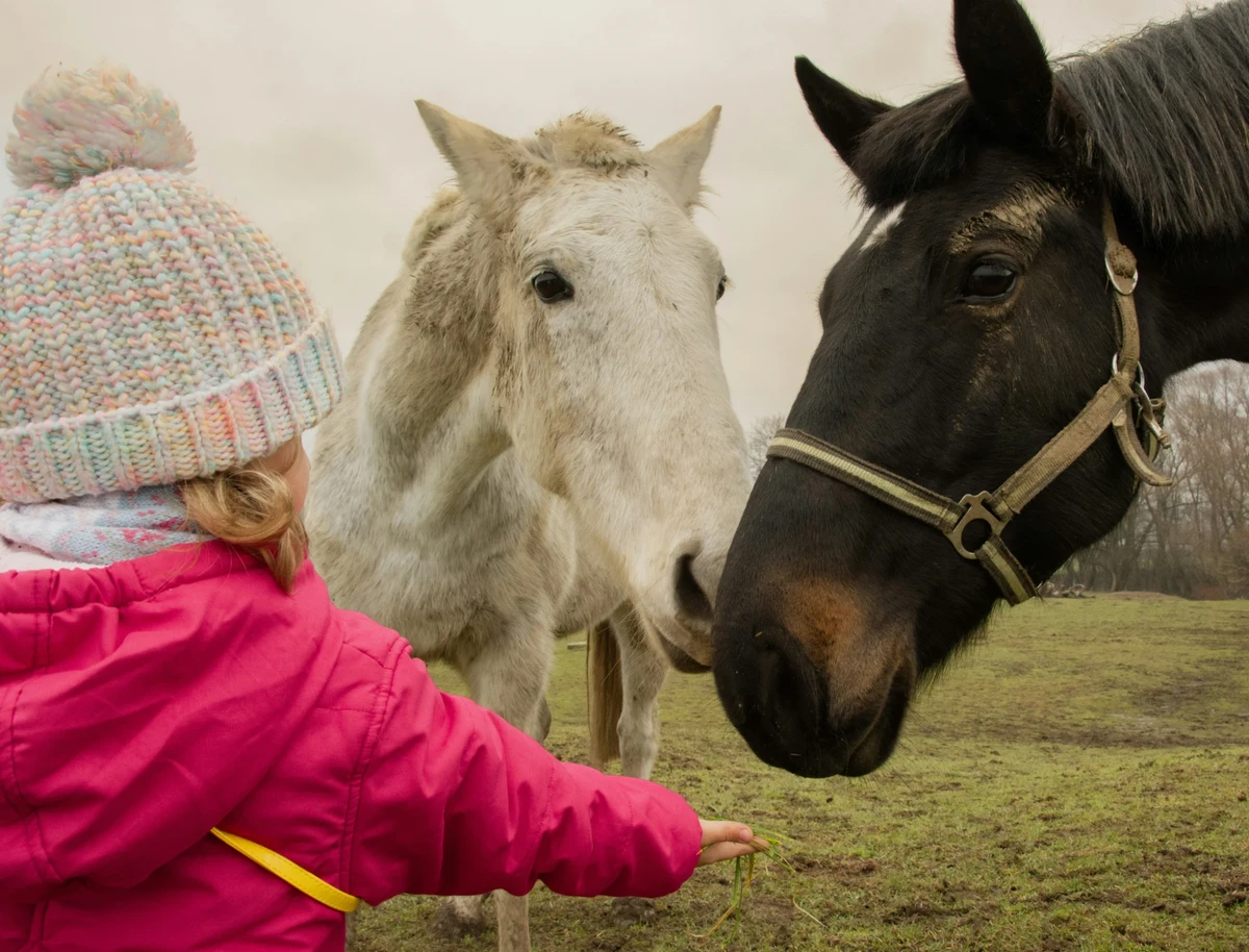 A toddler feeding two horses through a fence